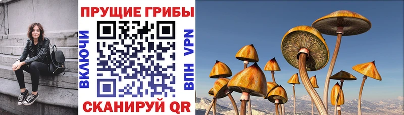 Галлюциногенные грибы мицелий Барыш